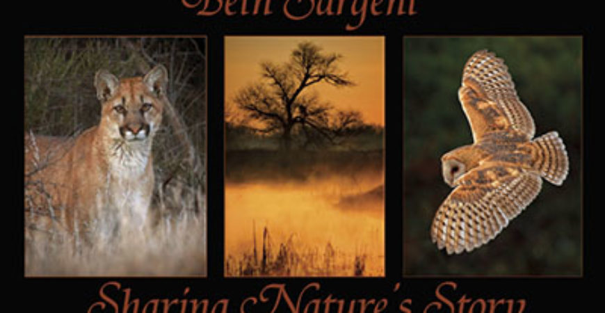 Beth Sargent, Featured Artist for August 2014