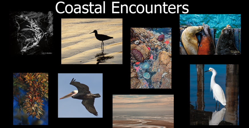 Coastal Encounters, Featured Artists Show, July 2021