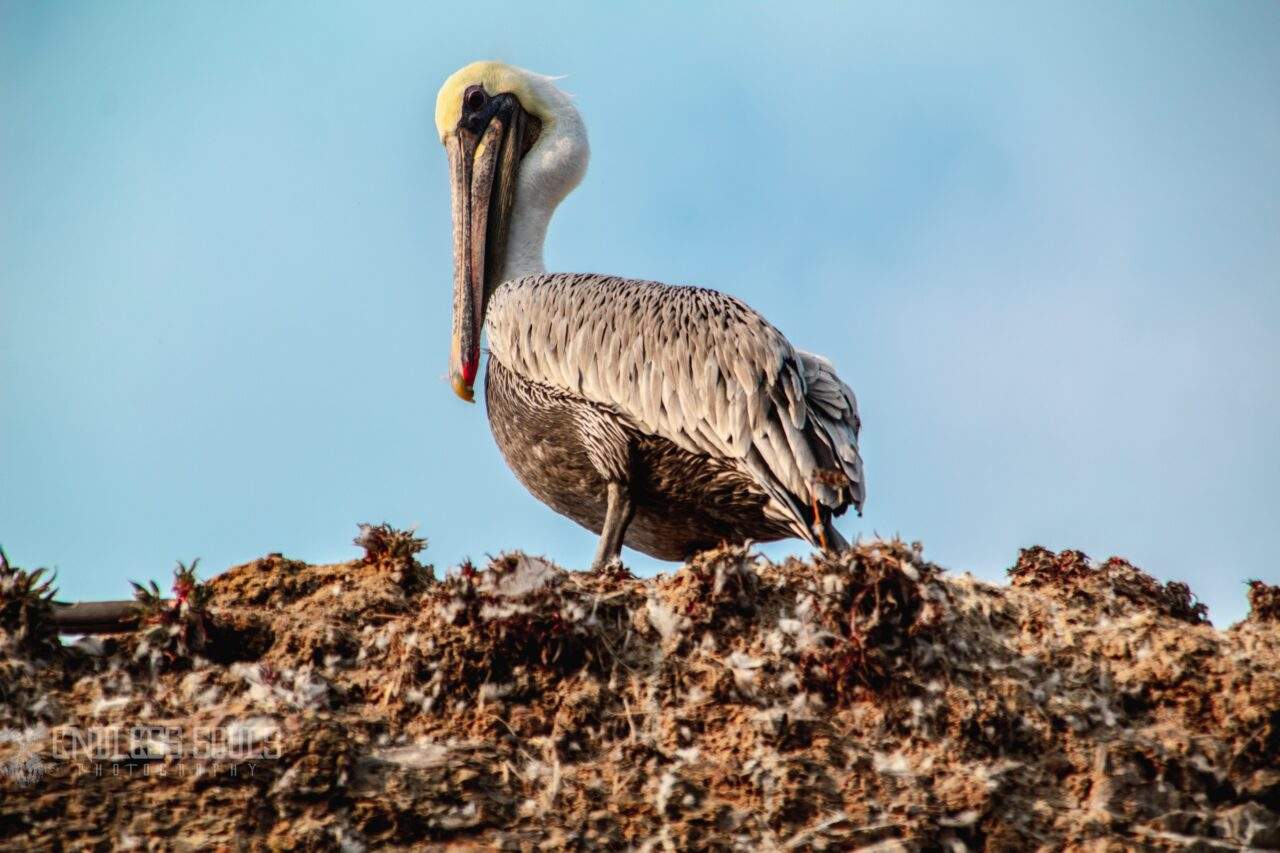 A Brown Pelican Photo, taken by Dominic Hartman